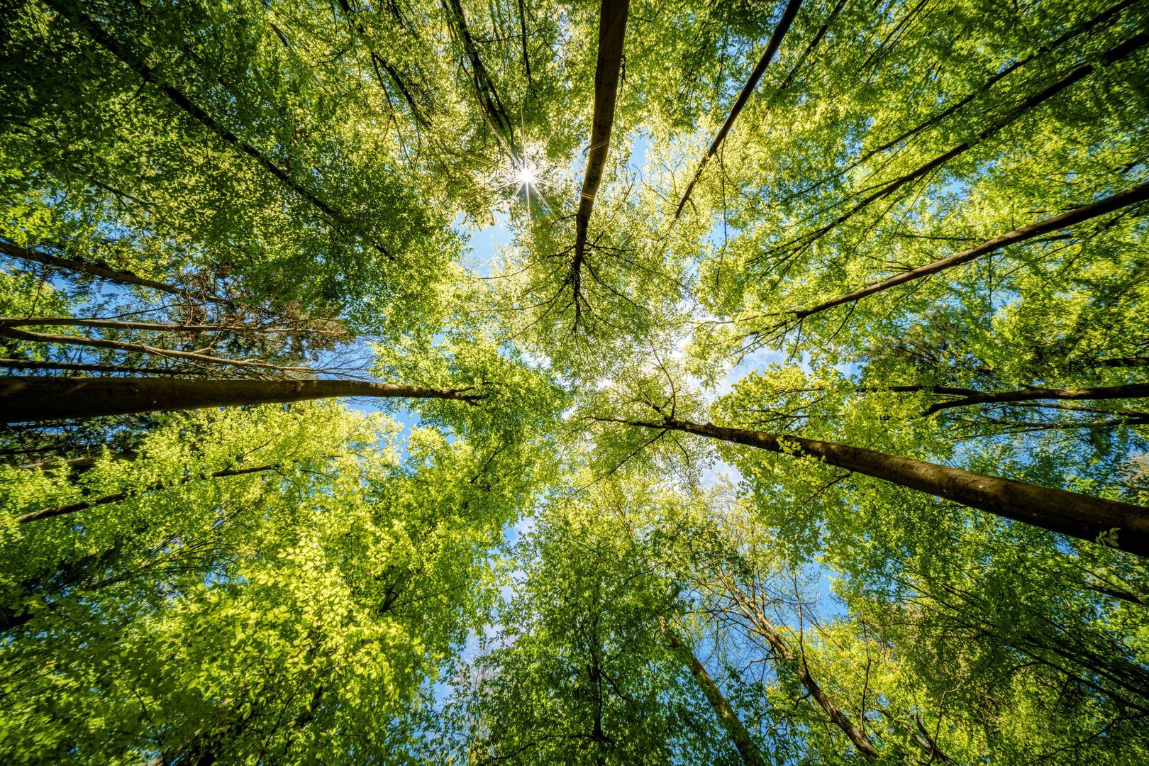 <p><span><strong>FSC® binnendeuren for the win</strong></span></p>